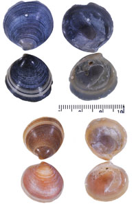 ナタールカガミ Dosinia hepatica small
