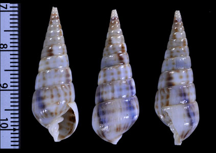 タケノコクチキレ 筍口切 Longchaeus acus small