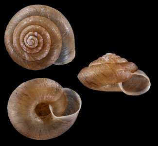 ヌノビキケマイマイ Aegista nunobikiensis small