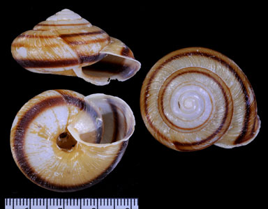 ヒメコウロマイマイ Euhadra latispira yagurai forma small