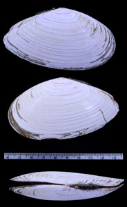 ベニサラガイ 紅皿貝 Megangulus luteus small