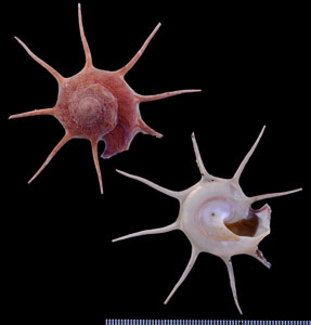 ヤセハリナガリンボウ Guildfordia yoka delicata small