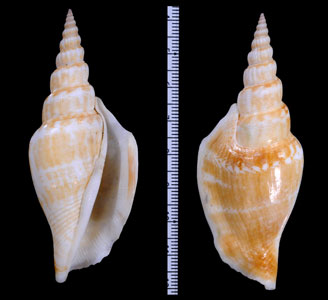 エントロピタケノコシドロ (仮称) Doxander vittatus entropi small