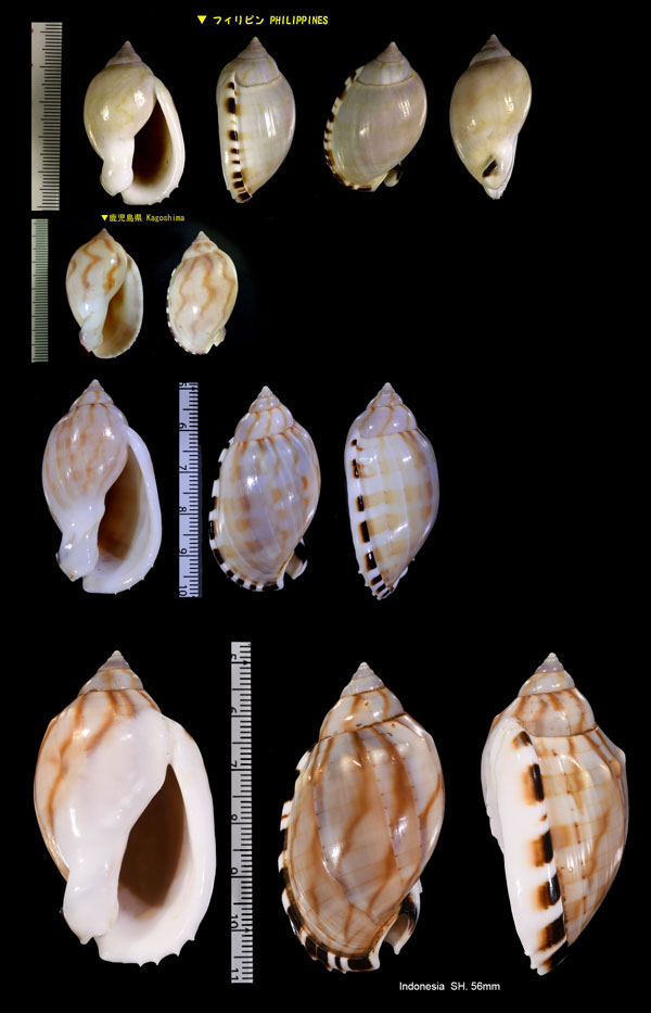 トゲナシヒナヅル (仮称) Casmaria erinaceus vibex small