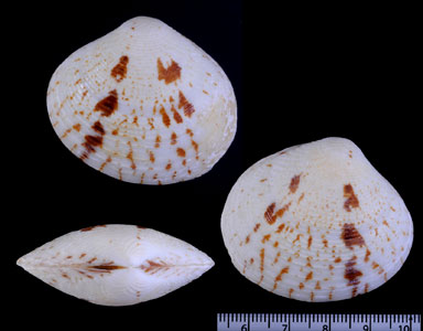 アツシラオガイ Circe intermedia small