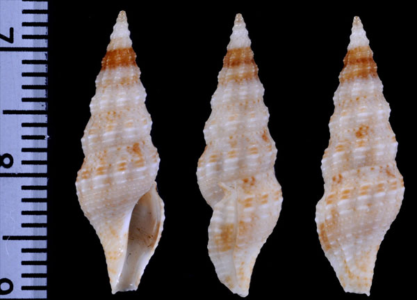ミナミニセコウシツブ (仮称) Funa laterculoides small