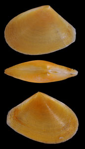 ウネイチョウシラトリの仲間 Tellina hungerfordi small