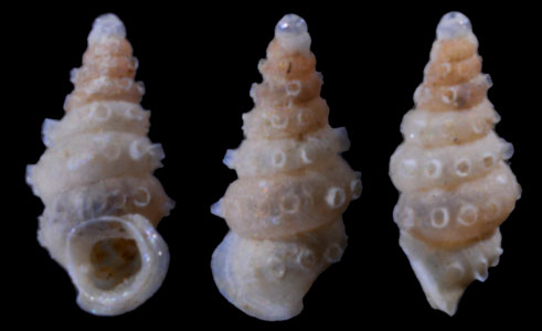ティアラトゲゴマガイ (仮称) Diplommatina tiara small
