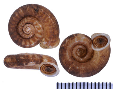 アルバーシクチキレヤマタニシ近似種? Crossopoma albersi aff. small