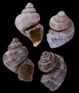 ハズレオカカクタニシ (仮称) Bostryx solutus small