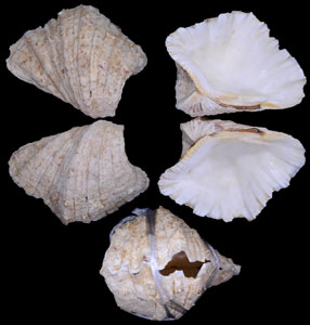 シャゴウガイ ?螯貝 Hippopus hippopus small