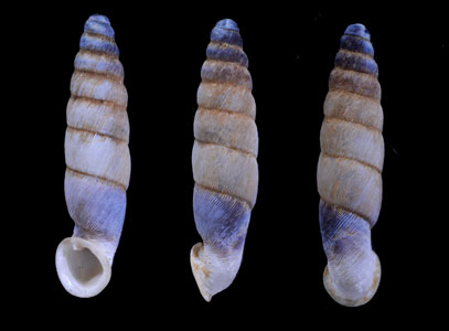 ワヌコギセル (仮称) Incaglaia huanucensis small