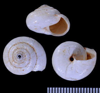 スバビアコマイマイ (仮称) Xerocrassa cretica subabiari small