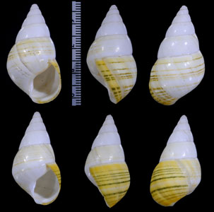 キイロツヅレイトヒキマイマイ (仮称) Liguus crenatus luteolozonatus small