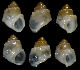 ツヤブットウガラスツボ 未詳 Benthonellania sp. small
