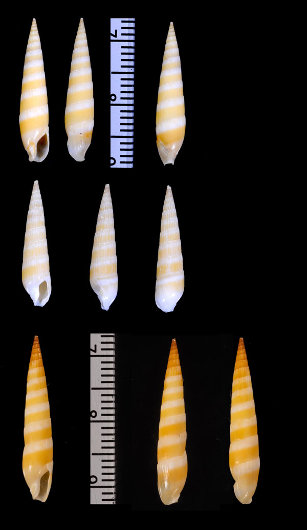 シチクモドキの仲間01 Hastula alboflava small