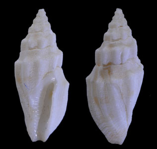 チャイロコトツブ Eucithara angela small