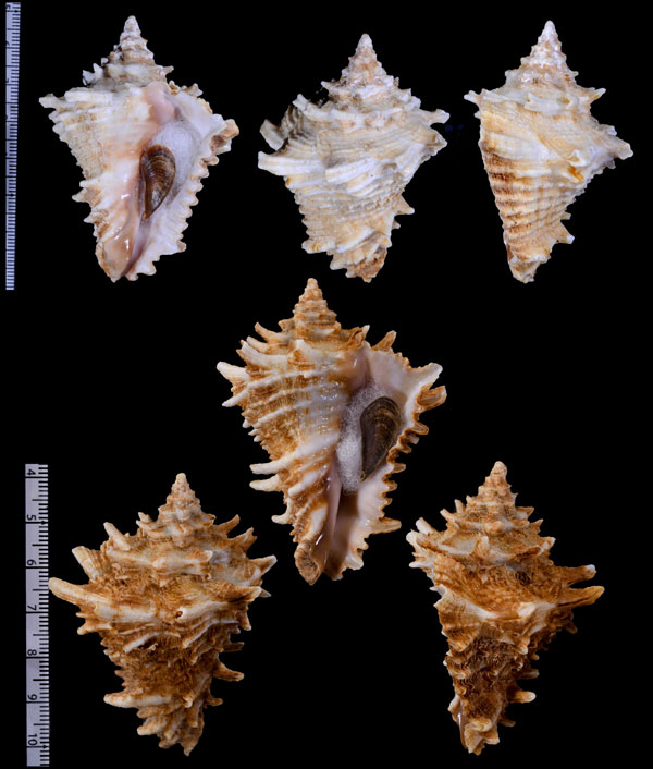 カブトコブシガイ Vasum cassiformis small