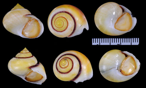 フラタナツヤコガネダマ (仮称) Viana regina fraterna small