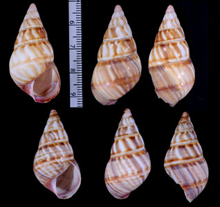 ホムライトヒキマイマイ (仮称) Liguus whaltoni obscura small