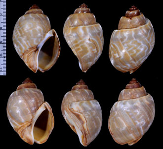 マキミゾバイ Babylonia ambulacrum small