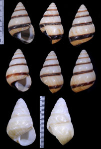 グンティンガアオゴシキマイマイ cf. Helicostyla cincinniformis guntingana small