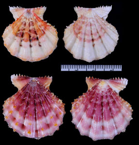 ナンバンタエニシキ Mirapecten rastellum small
