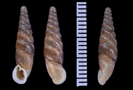 オウギセル Hemiphaedusa ooi ooi small