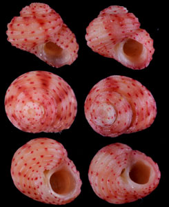 クレイプルサンショウガイ (仮称) Collonista kreipli small
