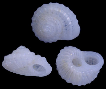 ヒメシラギク Pseudoliotia astericus small