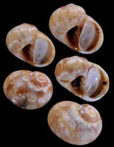 ナンアヒメフロガイ (仮称) Natica forata small