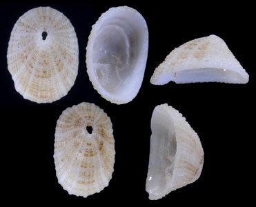 ミカヅキテンガイ Diodora semilunata small