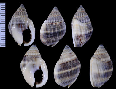 キツネノムシロ Nassarius venustus small