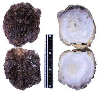 シャコガキ Hyotissa hyotis small