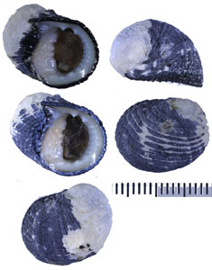 アンチルアマガイ Nerita fulgurans small