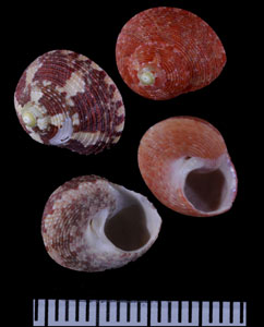 ベンジシタダミ (仮称) Gibbula benzi small
