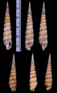 ルッソヌノメギリ (仮称) Myurella russoi small