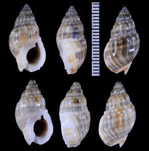 ネジヒダヨフバイ Nassarius distortus small