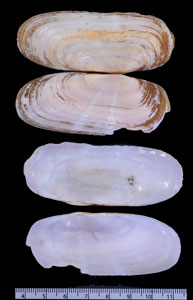 アフリカキヌタアゲマキ (仮称) Solecurtus afroccidentalis small