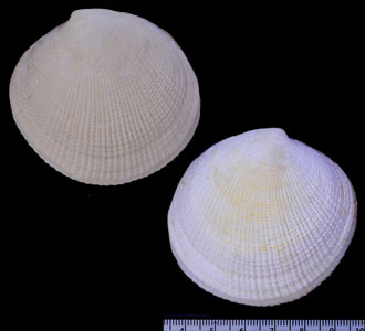 ツキガイ Codakia tigerina small
