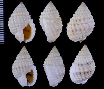 アラボリムシロ Nassarius gruneri small