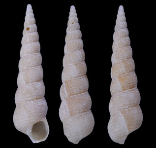 カニモリイトカケ Acirsa martensi small