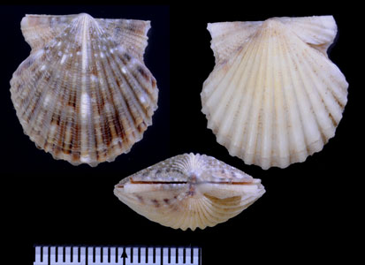 ヤセアメリカイタヤ Argopecten irradians amplicostatus small