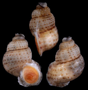 アナフェクチヒレ (仮称) Chondrothyrella petricosa anafense small