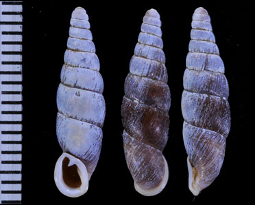 コサカギセル Hemiphaedusa ooi kosakai small