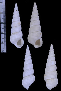 キヌジヌノメイトカケ 絹地布目糸掛 Amaea sericogazea small