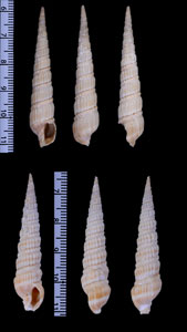 スグウネトクサ 直畝木賊 Duplicaria recticostata small