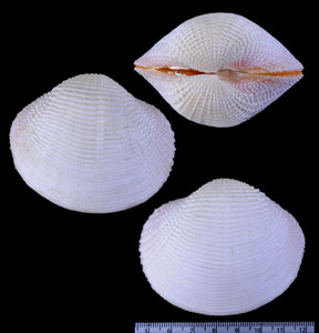 チヂミカゴガイ Fimbria fimbriata small