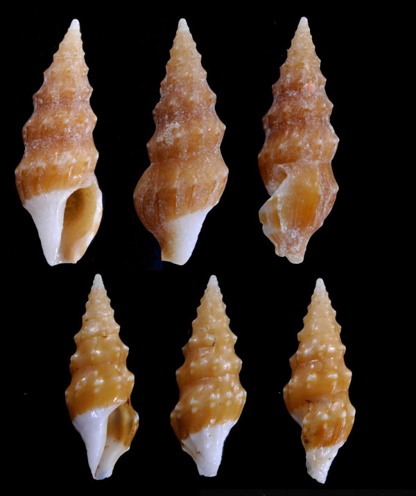 カドバリツノクダマキ Clavus laetus small