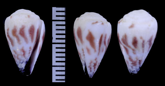ハナワイモ Conus sponsalis small